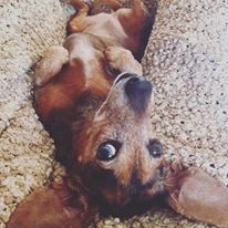 Fundraising Page: Morgan Porzsolt-Graves